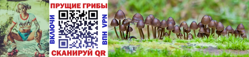 Галлюциногенные грибы Psilocybe Кохма